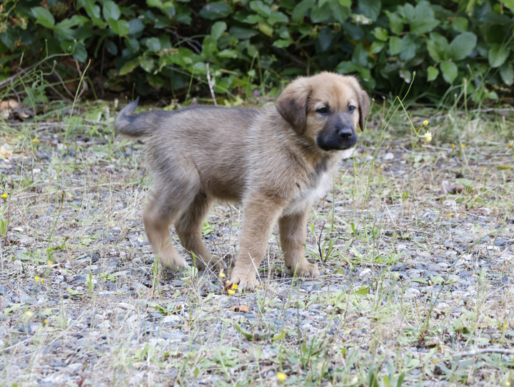 chinook dog